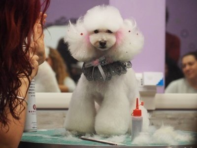 Officina Del Cane - Foto 1