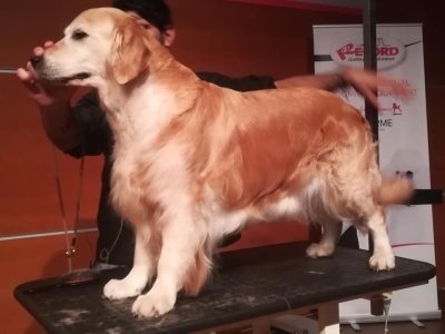 Officina Del Cane - Foto 2