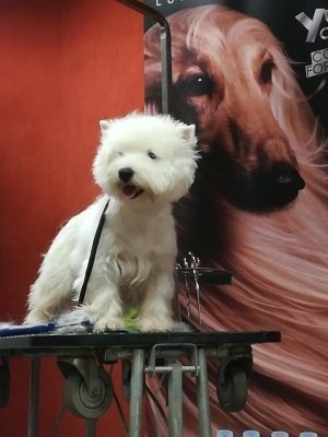 Officina Del Cane - Foto 3