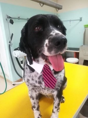 Officina Del Cane - Foto 5