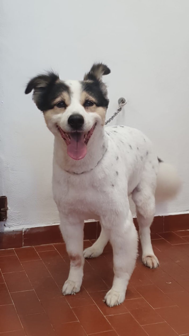 Officina Del Cane - Foto 6