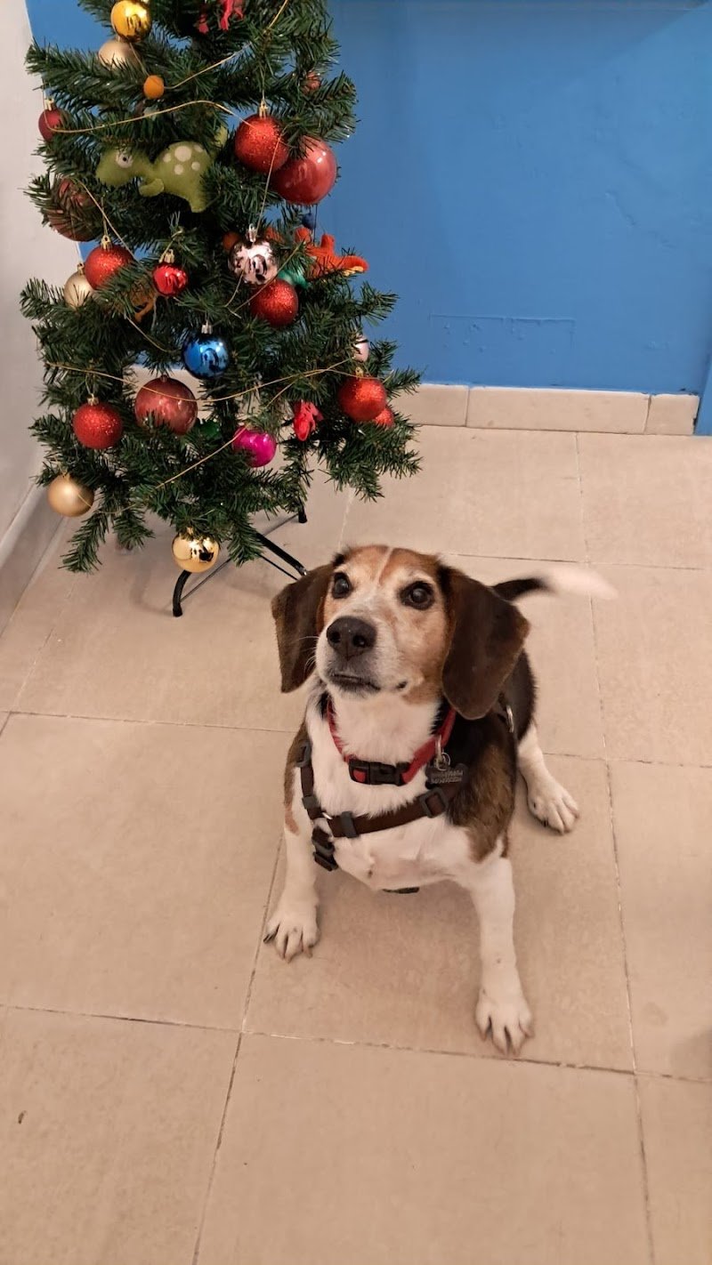 Oh my dog, by Freshdog Italia - Foto 1