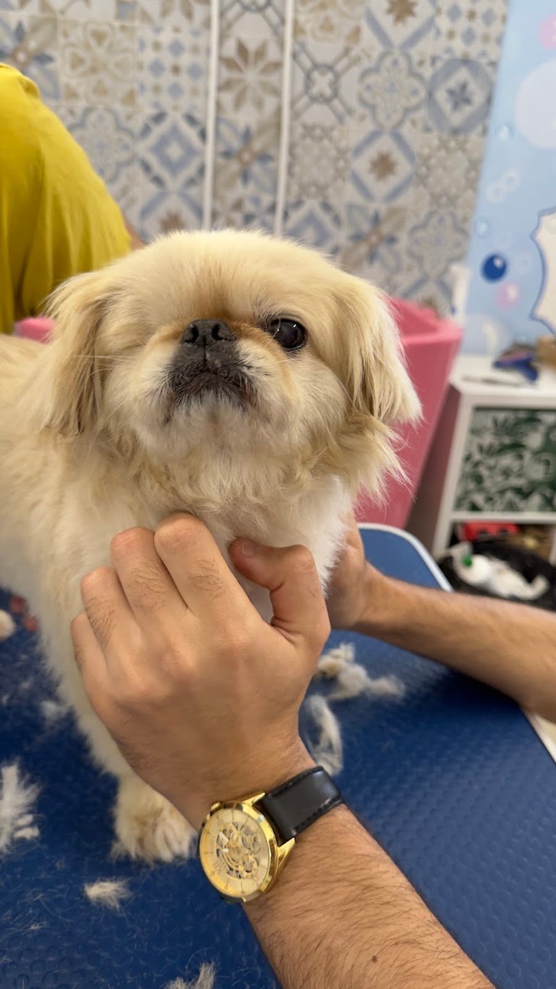 Oh my dog, by Freshdog Italia - Foto 3