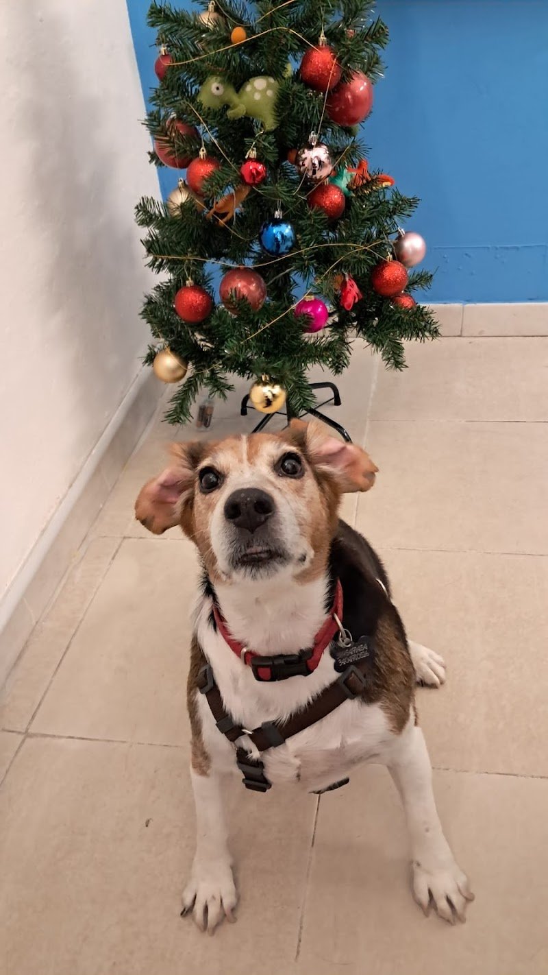 Oh my dog, by Freshdog Italia - Foto 5