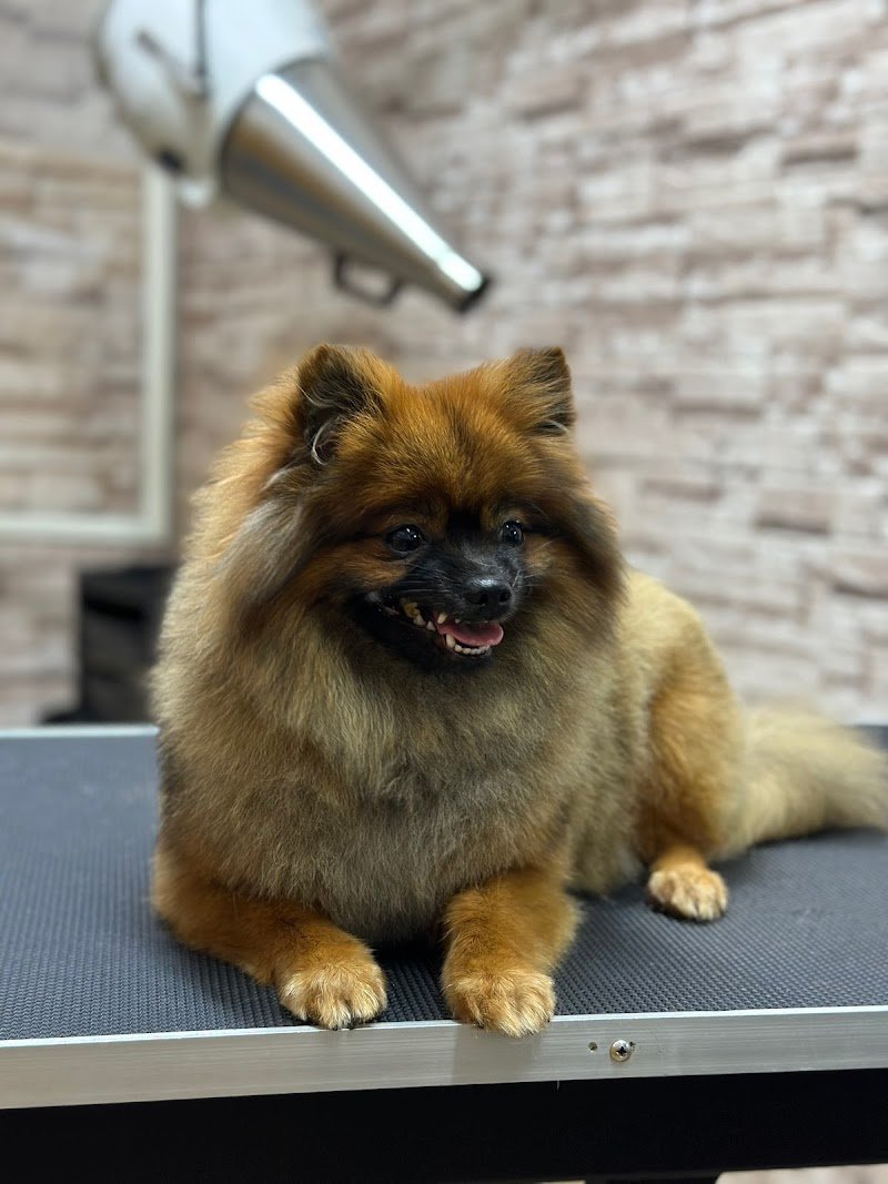 Oh My Dog! Di Mario Cairola - Foto 5