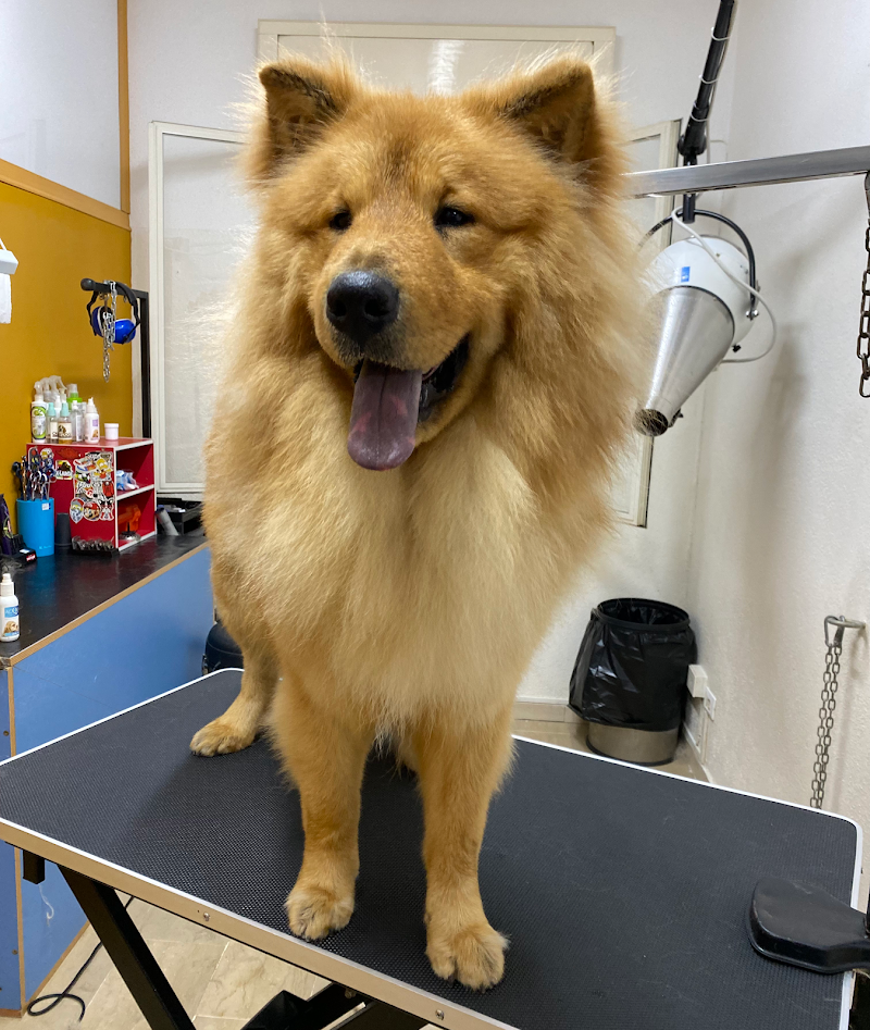 Oh My Dog! Di Mario Cairola - Foto 6