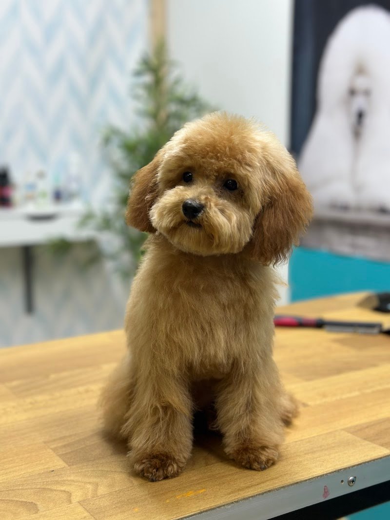 Oh My Dog! Di Mario Cairola - Foto 1