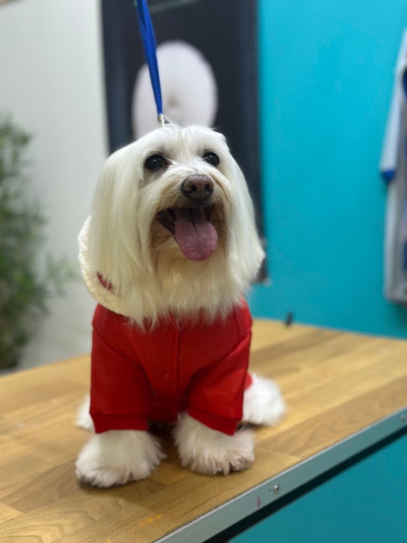 Oh My Dog! Di Mario Cairola - Foto 2