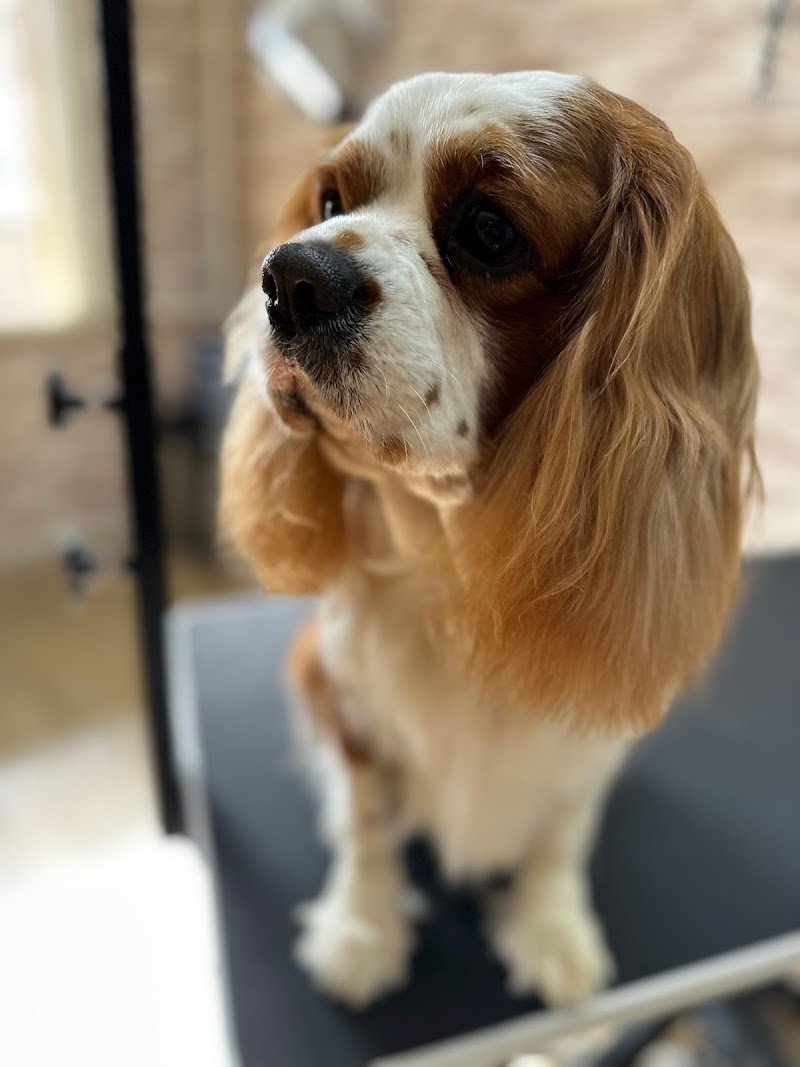 Oh My Dog! Di Mario Cairola - Foto 3