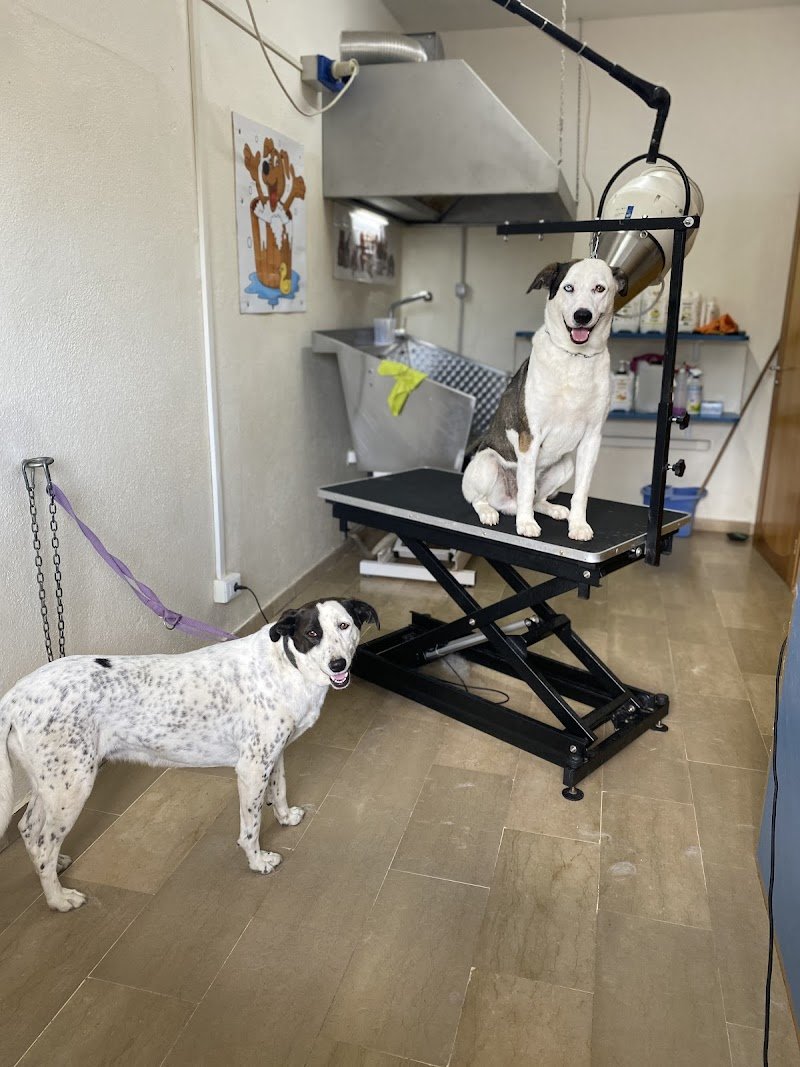 Oh My Dog! Di Mario Cairola - Foto 4