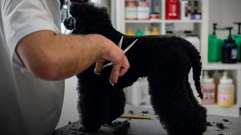 Oh! My dog Toelettatura di Alessandro Celestre - Foto 1