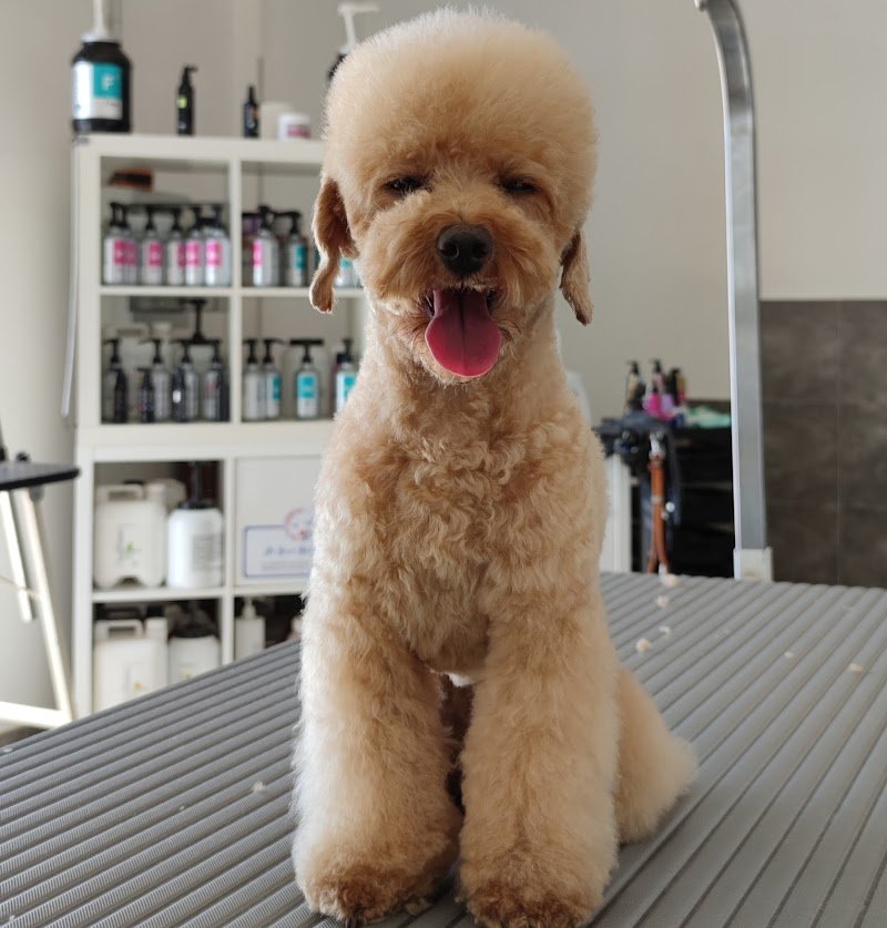 Oh! My dog Toelettatura di Alessandro Celestre - Foto 2