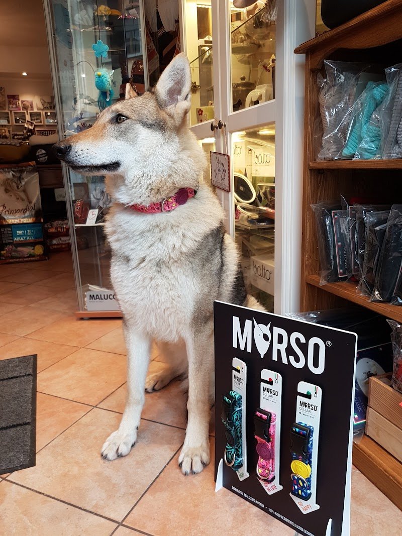 OH MY DOGS! - Foto 6