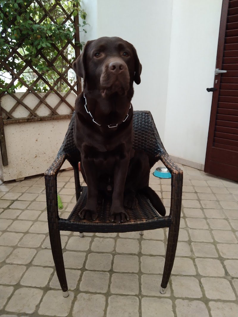 Ohana Toelettatura - Foto 4