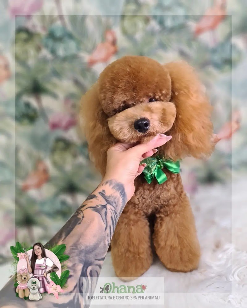 Ohana Toelettatura - Foto 5