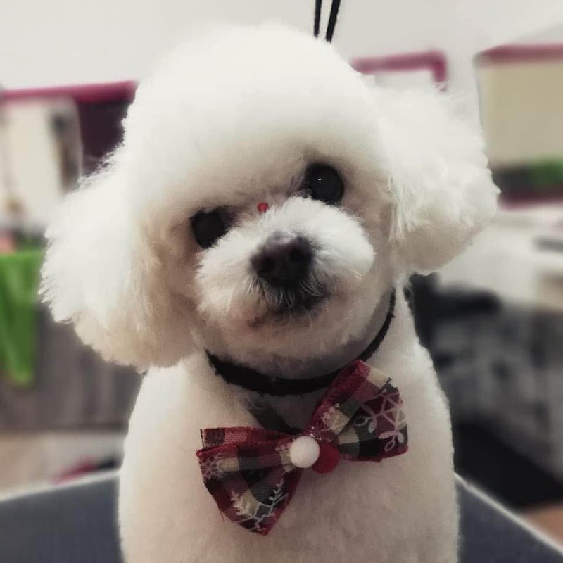 Ooh La La Toelettatura Acquapendente - Foto 1