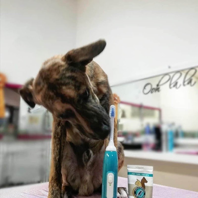 Ooh La La Toelettatura Acquapendente - Foto 2