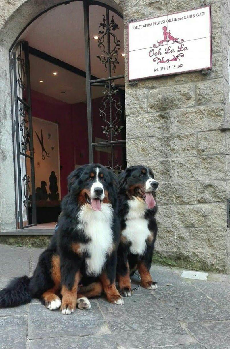 Ooh La La Toelettatura Acquapendente - Foto 3