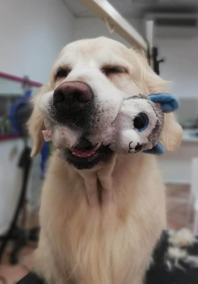 Ooh La La Toelettatura Acquapendente - Foto 4