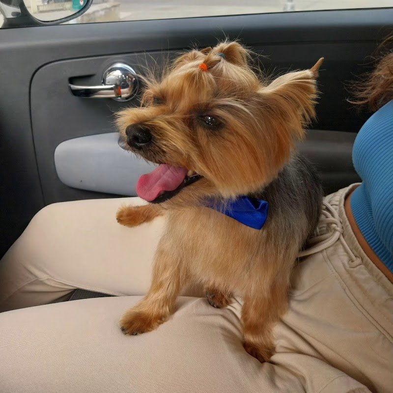 Orme di Sapone Di Cimatti Alice - Foto 2