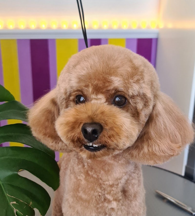 Orme di Sapone Di Cimatti Alice - Foto 3