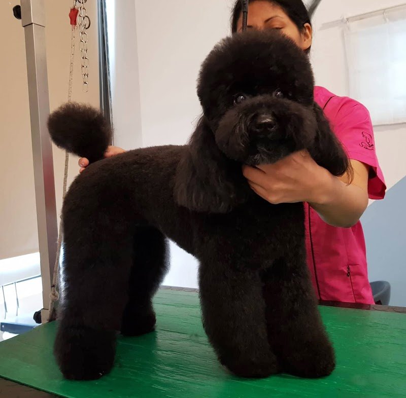 Oscar Toilette di Benedetta Regoli - Foto 3