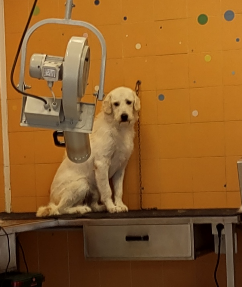 Palla di pelo - Foto 5