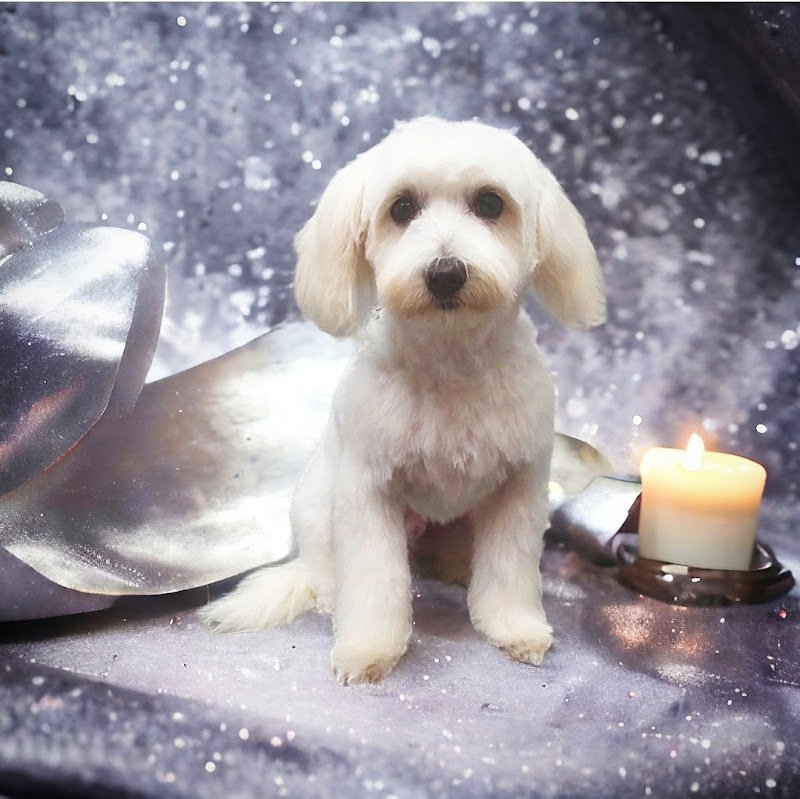 Palla di Pelo Toelettatura by Marchi Chiara - Foto 1