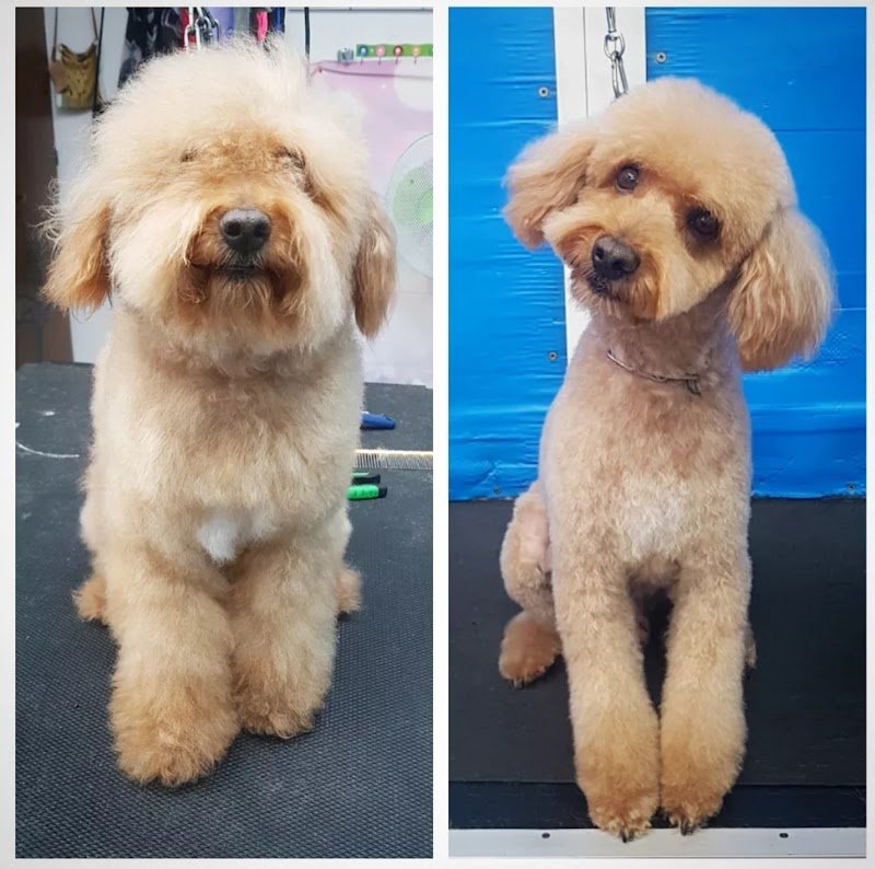 Palla di Pelo Toelettatura by Marchi Chiara - Foto 2