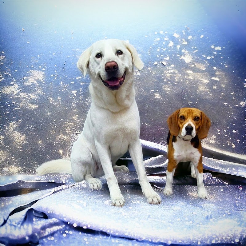 Palla di Pelo Toelettatura by Marchi Chiara - Foto 3