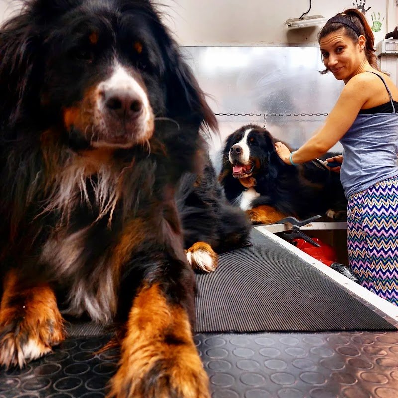 Palla di Pelo Toelettatura by Marchi Chiara - Foto 4