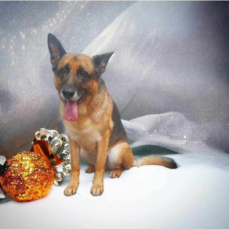 Palla di Pelo Toelettatura by Marchi Chiara - Foto 5