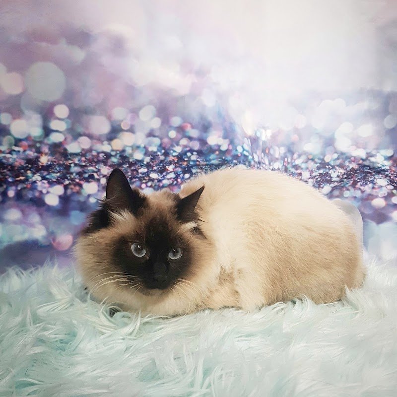 Palla di Pelo Toelettatura by Marchi Chiara - Foto 6