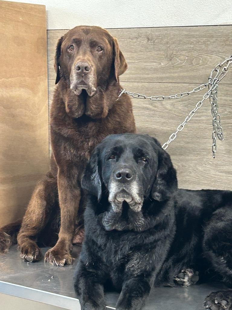 Paola - Toilette Animal Beauty - Foto 1