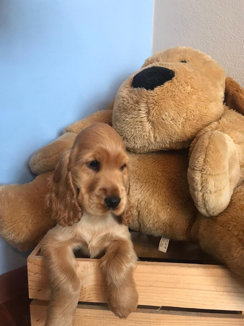 Paola - Toilette Animal Beauty - Foto 2