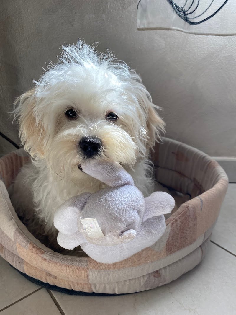 Paola - Toilette Animal Beauty - Foto 4