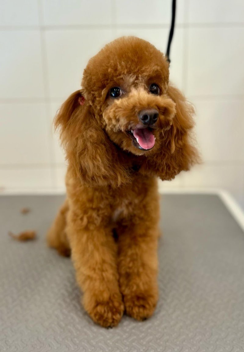 Pappa & Cuccia Toelettatura - Foto 1