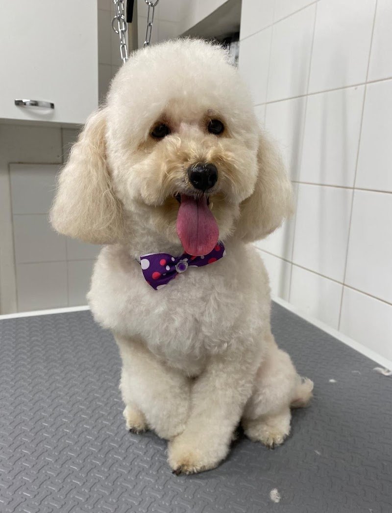 Pappa & Cuccia Toelettatura - Foto 2