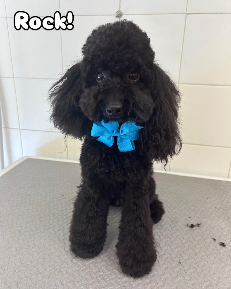 Pappa & Cuccia Toelettatura - Foto 3