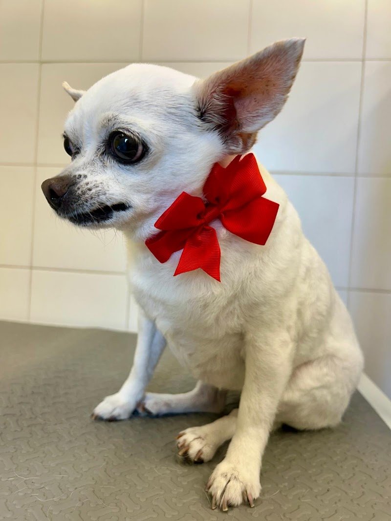 Pappa & Cuccia Toelettatura - Foto 5