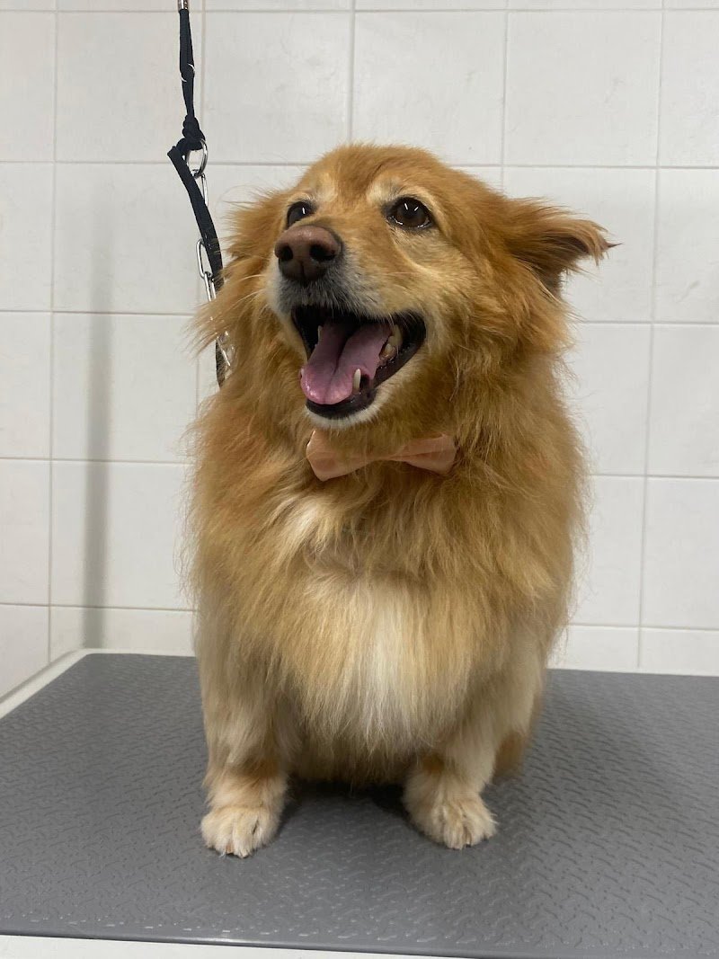 Pappa & Cuccia Toelettatura - Foto 6