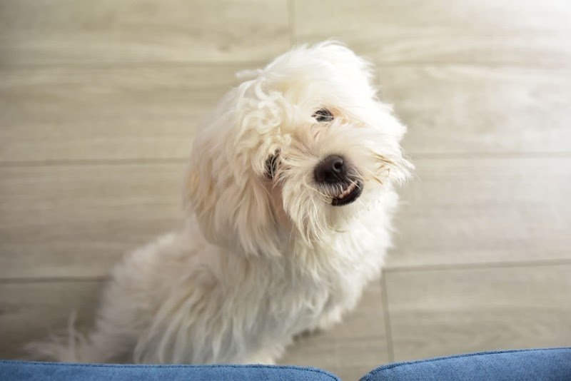 Pappa&Cuccia - Foto 4