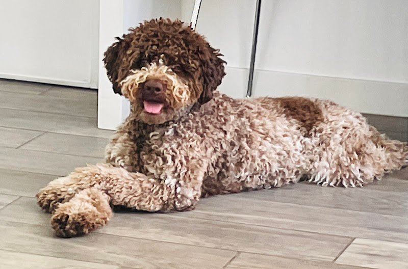 Parafarmaciapet ® - Foto 5