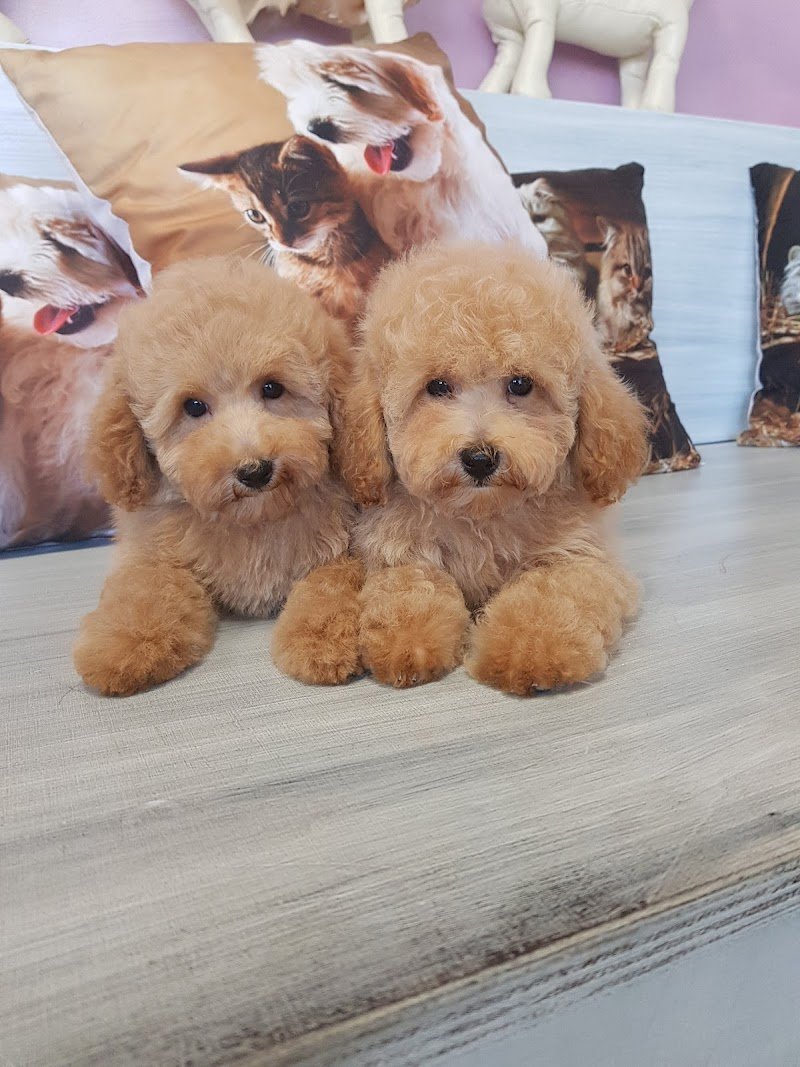 Parrucchiere Per Cani - Foto 1