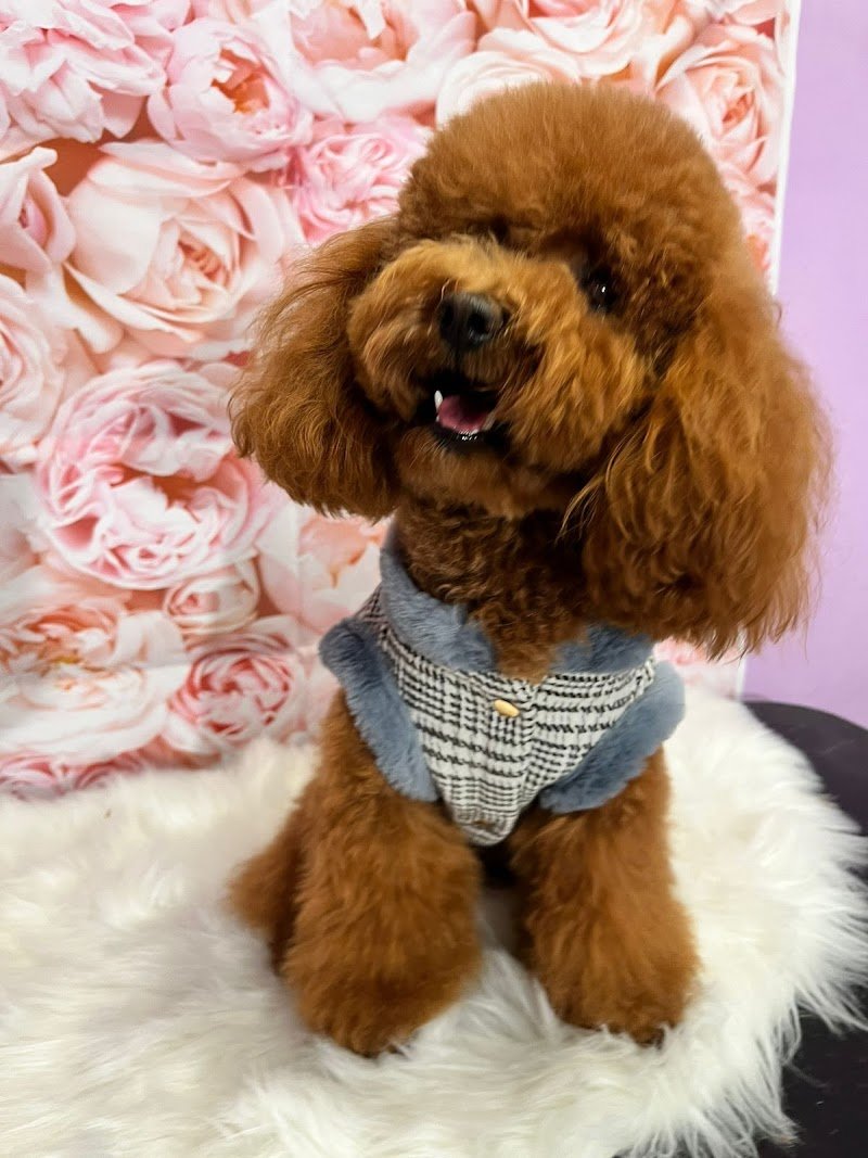 Parrucchiere Per Cani - Foto 3