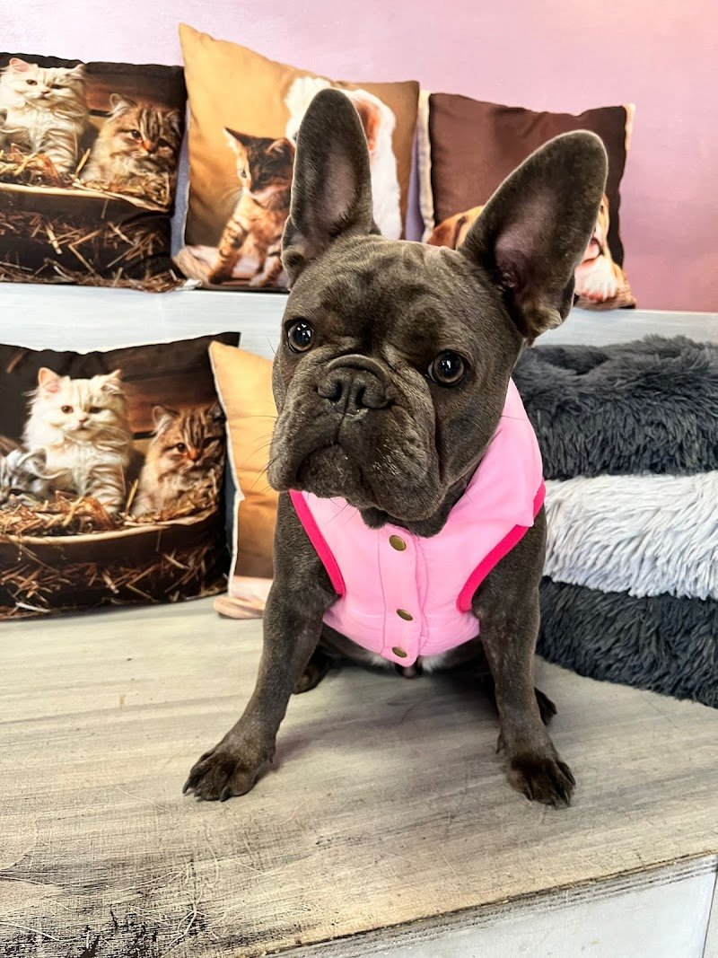 Parrucchiere Per Cani - Foto 4