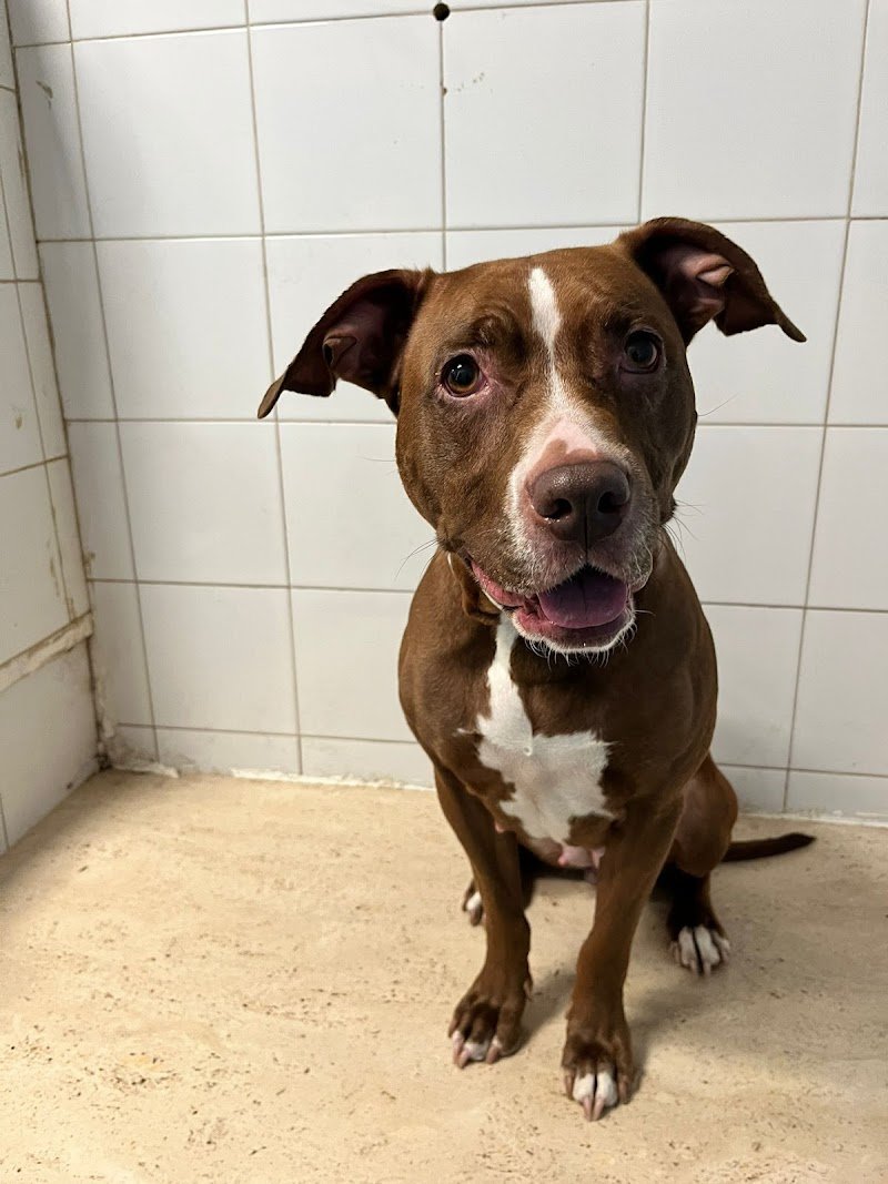 Parrucchiere Per Cani - Foto 5