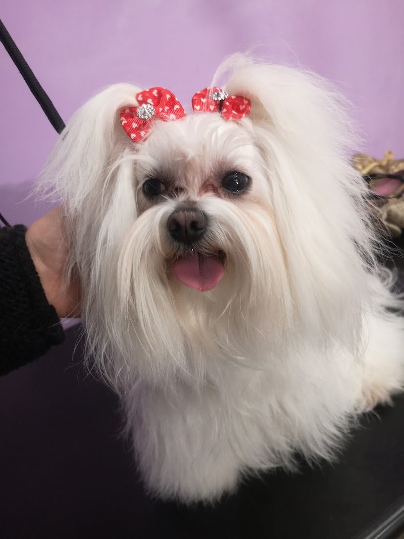 Parrucchiere Per Cani - Foto 6