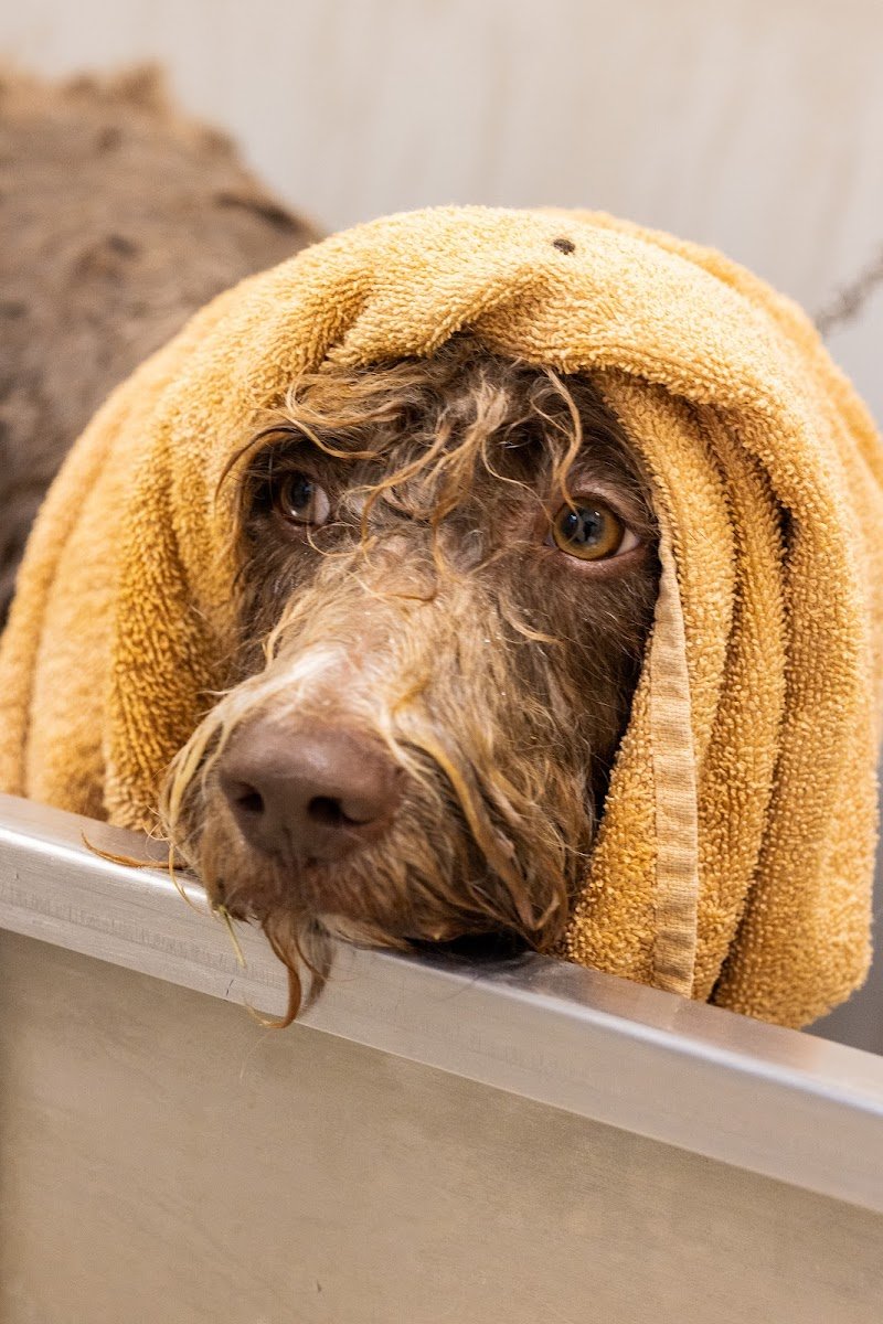 Passione Pet - Negozio per animali e Toelettatura - Foto 6