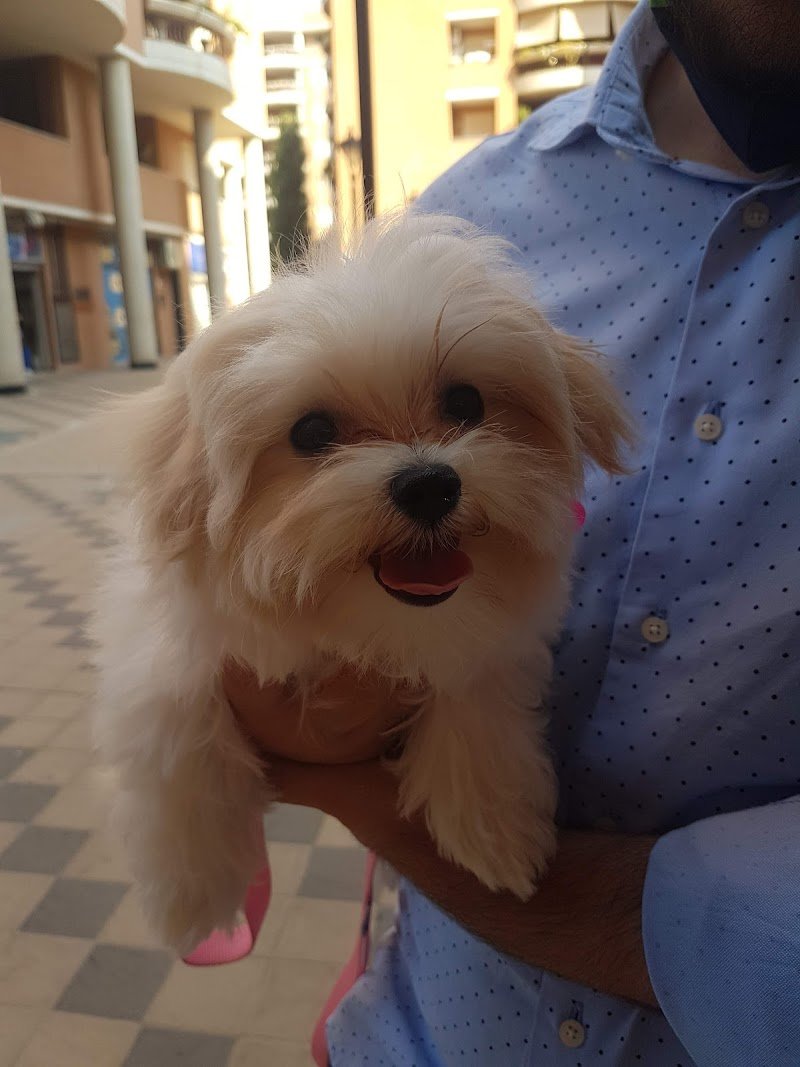 Paws and Love Toeletta Cani & Gatti - Foto 4